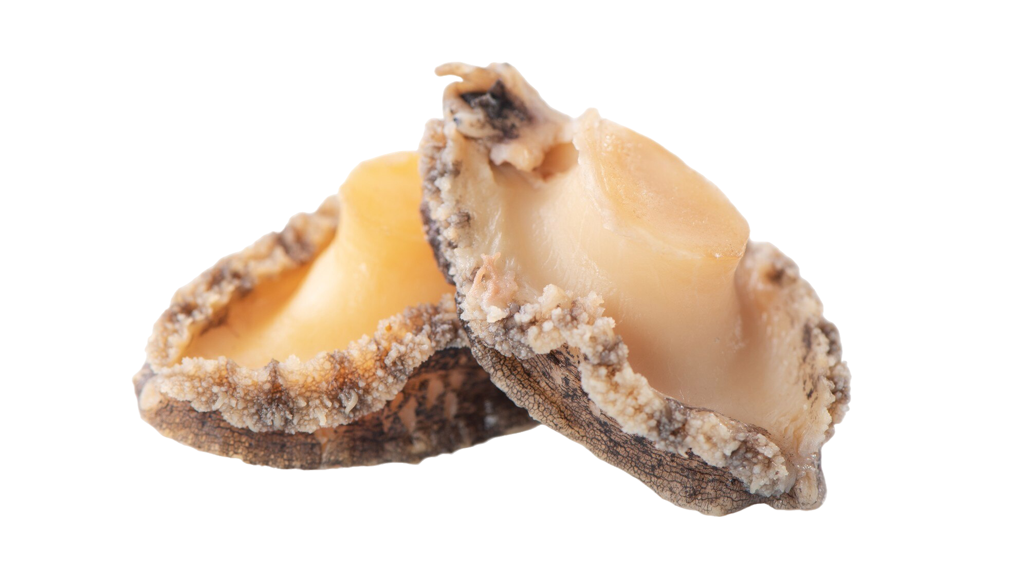 Bào ngư