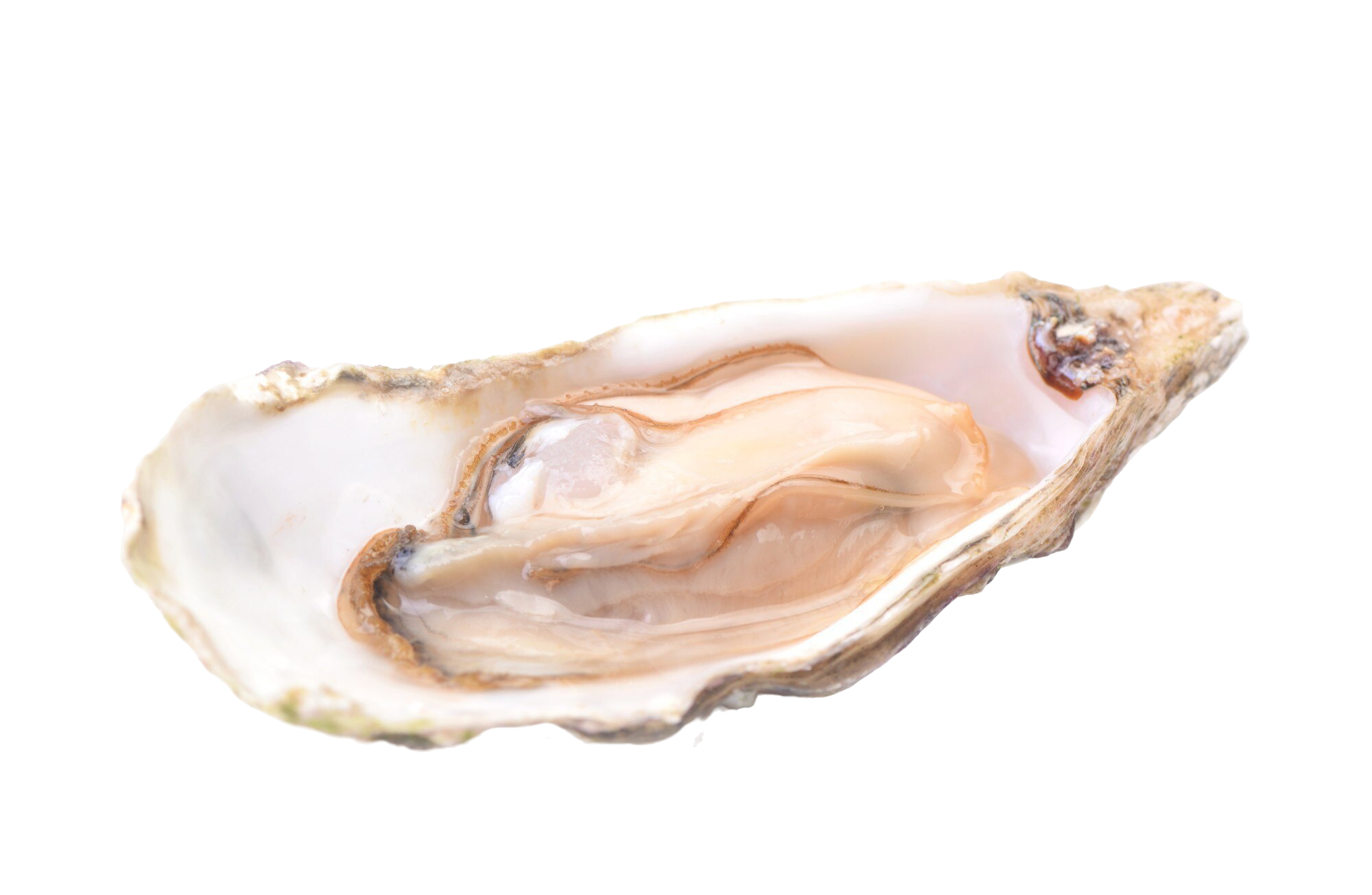 Hàu