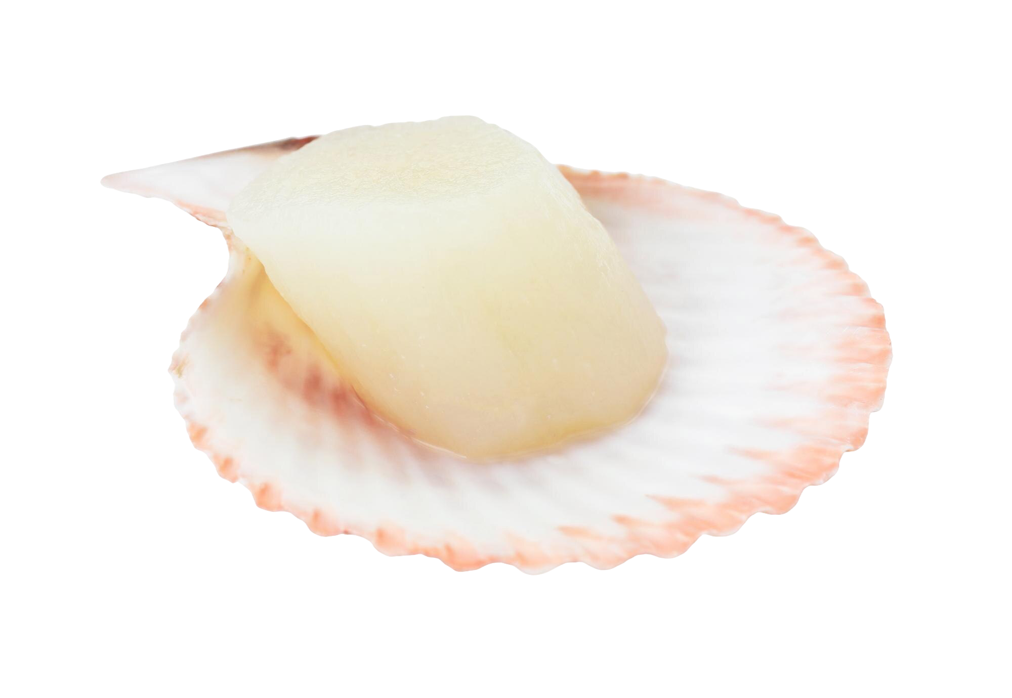 Sò điệp